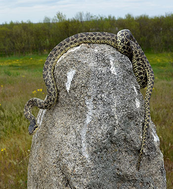 Полоз заліз на кам’яну половецьку бабу. (Фото: Віктор Гавриленко)